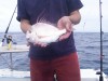 Long spined snapper
